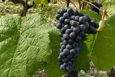 小維多(Petit Verdot) 圖片